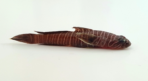 Splitbanded goby (Gymneleotris seminuda) — Gobiidae — 3