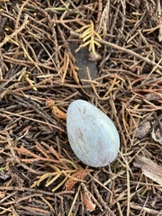 Turdus merula