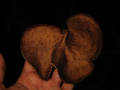 Mycobonia flava
