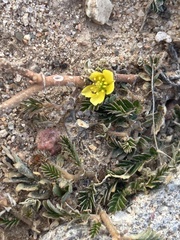 Tribulus