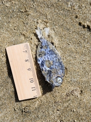 Schedophilus maculatus