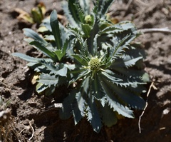 Acicarpha tribuloides
