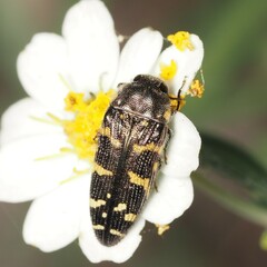 Acmaeodera macra