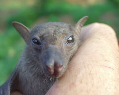 Rousettus aegyptiacus