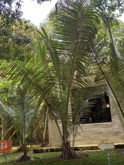 Ceroxylon quindiuense