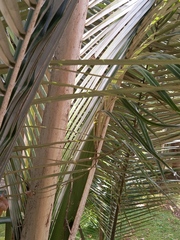 Ceroxylon quindiuense
