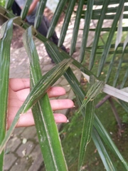 Ceroxylon quindiuense