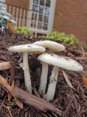 Amanita lavendula