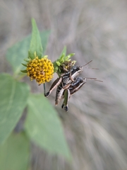 Phaedrotettix