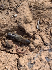 Gryllotalpa australis