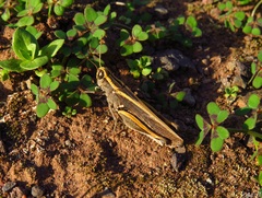 Calliptamus plebeius