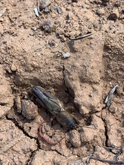 Gryllotalpa australis