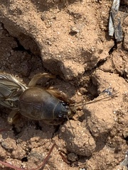 Gryllotalpa australis