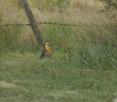 Colaptes campestris campestroides