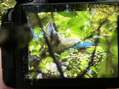 Ptilinopus magnificus