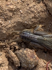 Gryllotalpa australis