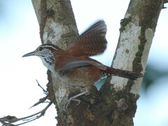 Thryophilus rufalbus