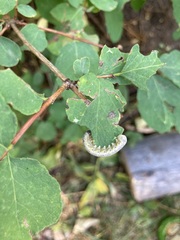 Tenthredinoidea