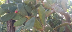 Opuntia cochenillifera