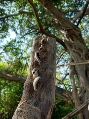 Auricularia nigricans