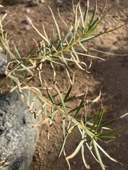 Chilopsis linearis