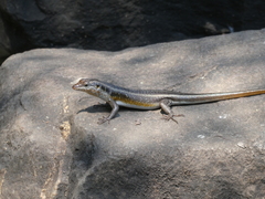 Trachylepis margaritifera