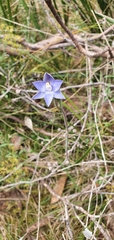 Thelymitra arenaria