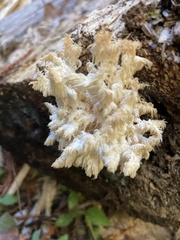 Hericium abietis