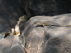 Trachylepis margaritifera