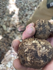 Pisolithus arenarius