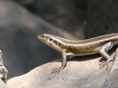 Trachylepis margaritifera
