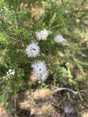 Kunzea ambigua
