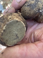 Pisolithus arenarius