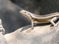 Trachylepis margaritifera