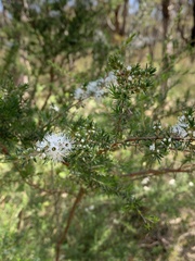 Kunzea ambigua