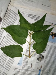 Cistus populifolius