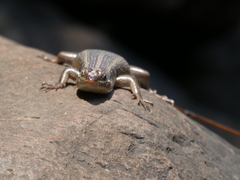 Trachylepis margaritifera