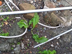 Rumex japonicus