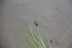 Stictoleptura canadensis