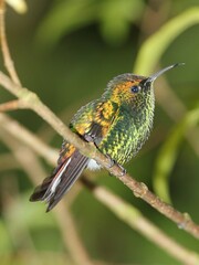 Microchera cupreiceps