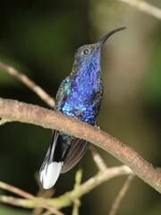 Campylopterus hemileucurus