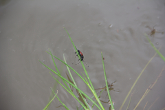 Stictoleptura canadensis