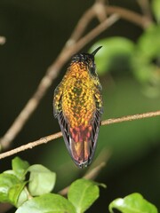 Microchera cupreiceps