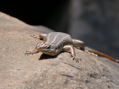 Trachylepis margaritifera