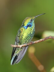 Colibri cyanotus