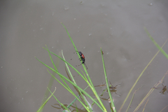 Stictoleptura canadensis