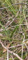 Thelymitra arenaria
