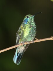 Colibri cyanotus