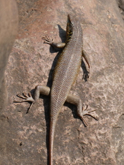 Trachylepis margaritifera