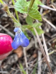 Salvia misella